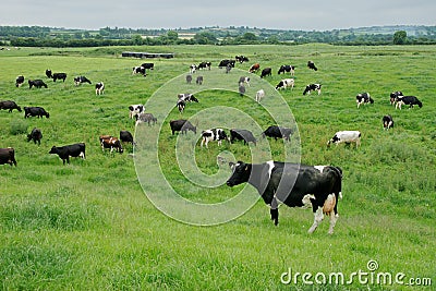 Freisian dairy cows, Ireland Stock Photo