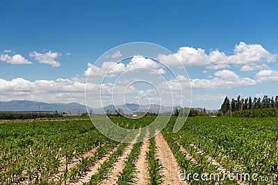 French agriculture landscape Stock Photo