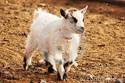 French Alpine Goat Baby Stock Photo