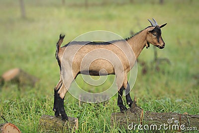 French alpine goat kid Stock Photo