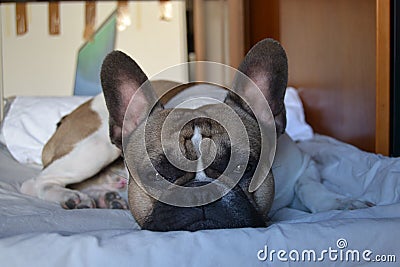 French bouledogue close-up Stock Photo