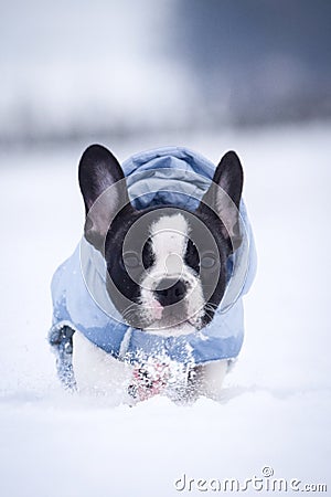 French buldog is running in the snow. Stock Photo