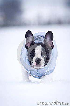 French buldog is running in the snow. Stock Photo