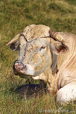 French bull Stock Photo