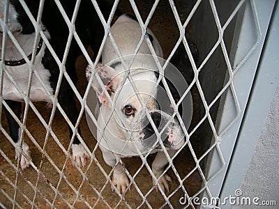 French Bull Dog in a Dog Pound Stock Photo
