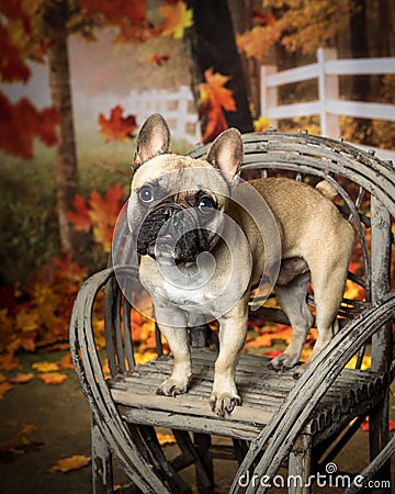 French bull dog in fall setting with leaves Stock Photo