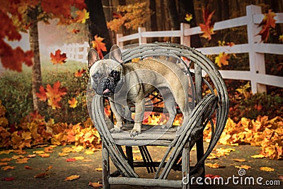 French bull dog in fall setting with leaves Stock Photo