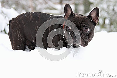 French bull dog in snow Stock Photo