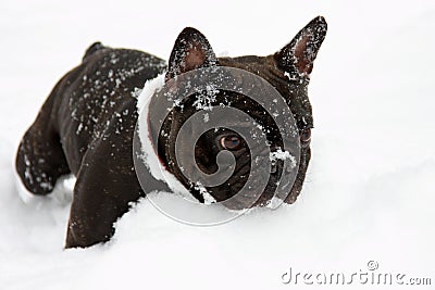 French bull dog in snow Stock Photo