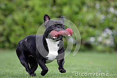 French bulldog Stock Photo