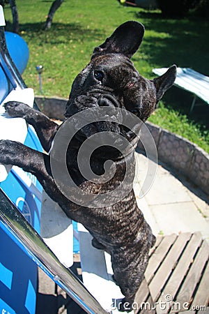 French bulldog Stock Photo