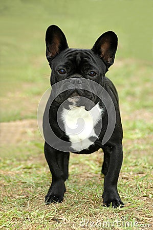 French Bulldog Stock Photo