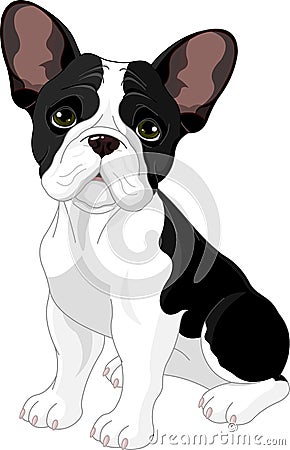 French bulldog Vector Illustration