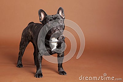 French Bulldog Stock Photo