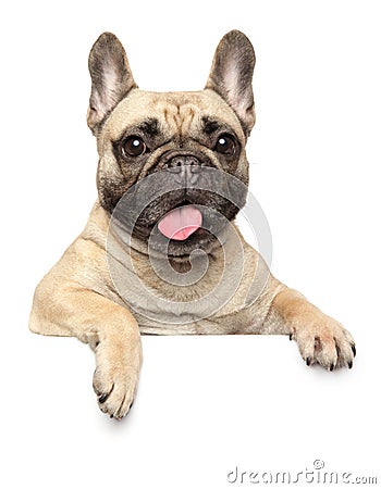 French Bulldog above banner, isolated on white Stock Photo