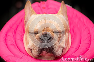 French bulldog animal is wearing guard on the sick day Stock Photo