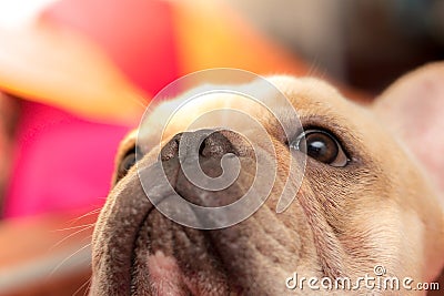 French bulldog animal is wearing guard on the sick day Stock Photo