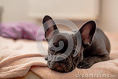French Bulldog In Bed , Resting Or Feeling Ill And Sick Stock Photo