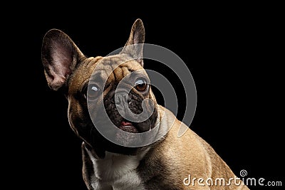 French Bulldog on black Stock Photo