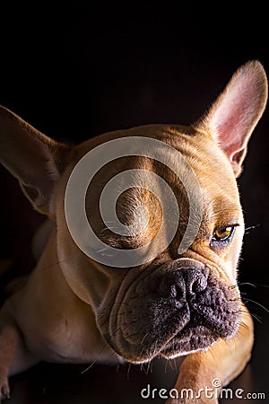 French Bulldog bouledogue franÃ§ais Stock Photo