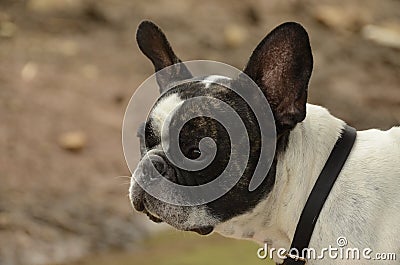 French Bulldog Stock Photo