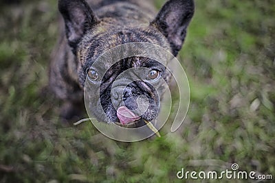 French Bulldog Stock Photo