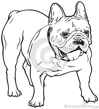 French Bulldog Dog breed Vector Illustration