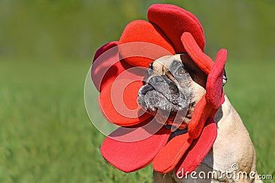 French Bulldog dog dressed up as funny spring flower Stock Photo