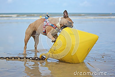 French Bulldog dog playing at beach trying to eat a large yellow buoy Stock Photo