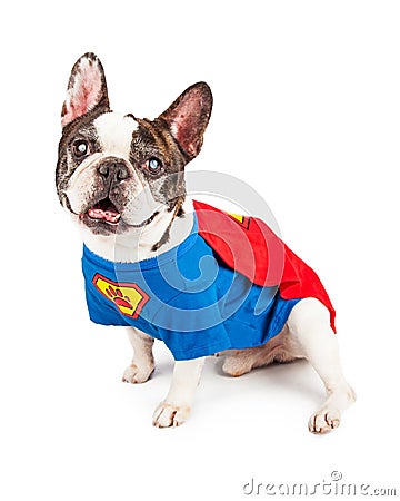 French Bulldog Dog in Super Hero Costume Stock Photo