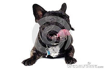 French Bulldog dog on white background Stock Photo