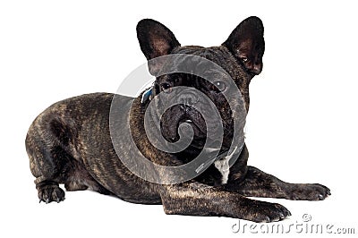 French Bulldog dog on white background Stock Photo