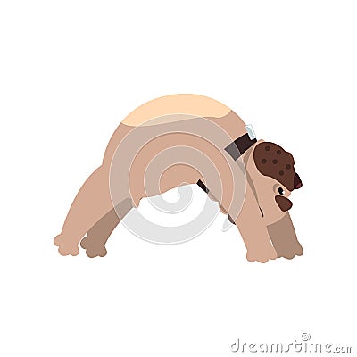 French bulldog doing yoga bridge pose, funny dog practicing yoga cartoon vector Illustration on a white background Vector Illustration