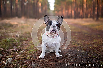 French bulldog in the forest Stock Photo