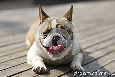 French Bulldog Stock Photo