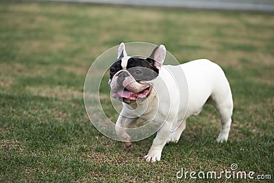 French Bulldog Stock Photo