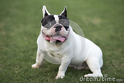 French Bulldog Stock Photo