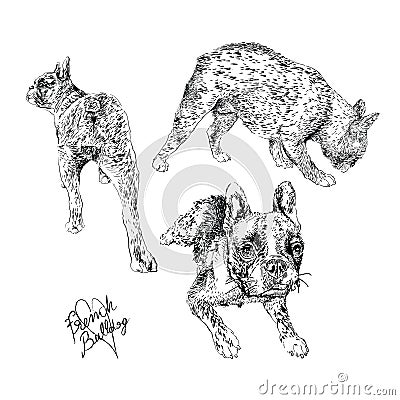 French Bulldog Vector Illustration