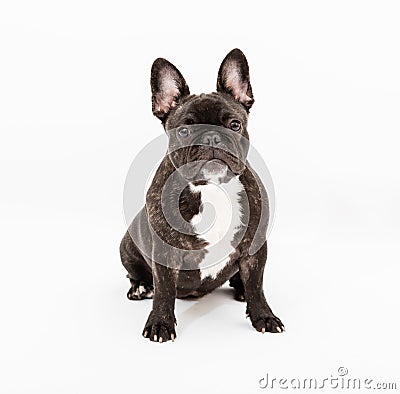 French Bulldog Stock Photo