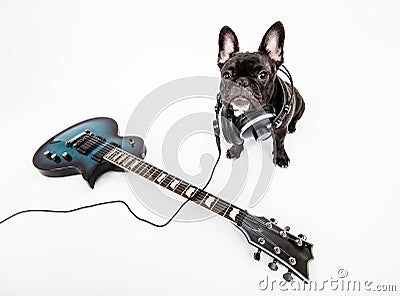 French Bulldog Stock Photo