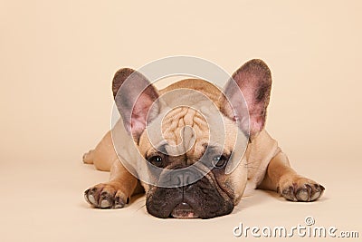 French bulldog Stock Photo