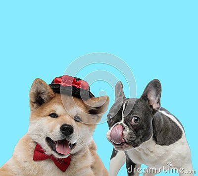 French bulldog licking its nose and Akita Inu wearing hat Stock Photo
