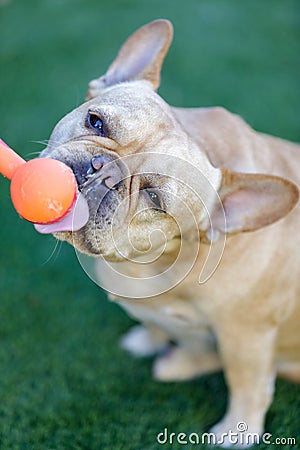 Frenchie enjoying peanut butter Stock Photo