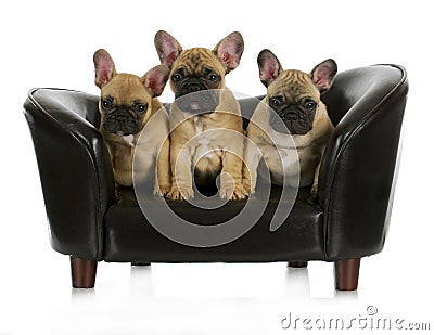 French bulldog litter Stock Photo