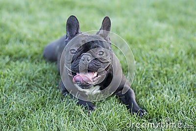 French Bulldog Stock Photo