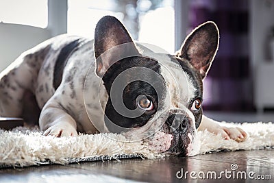 French bulldog in the living room Stock Photo