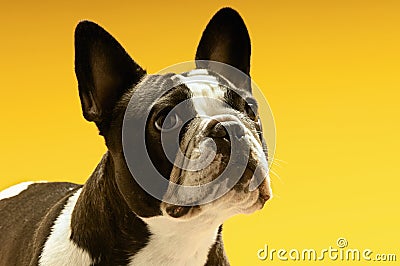 French Bulldog Looking Away Stock Photo