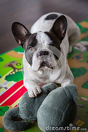 French bulldog lying on the floor Stock Photo