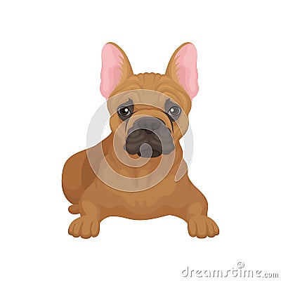 French bulldog lying isolated on white background. Small dog with smooth brown coat, big ears and cute muzzle. Flat Vector Illustration