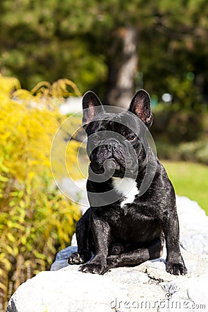 French Bulldog Male Stock Photo